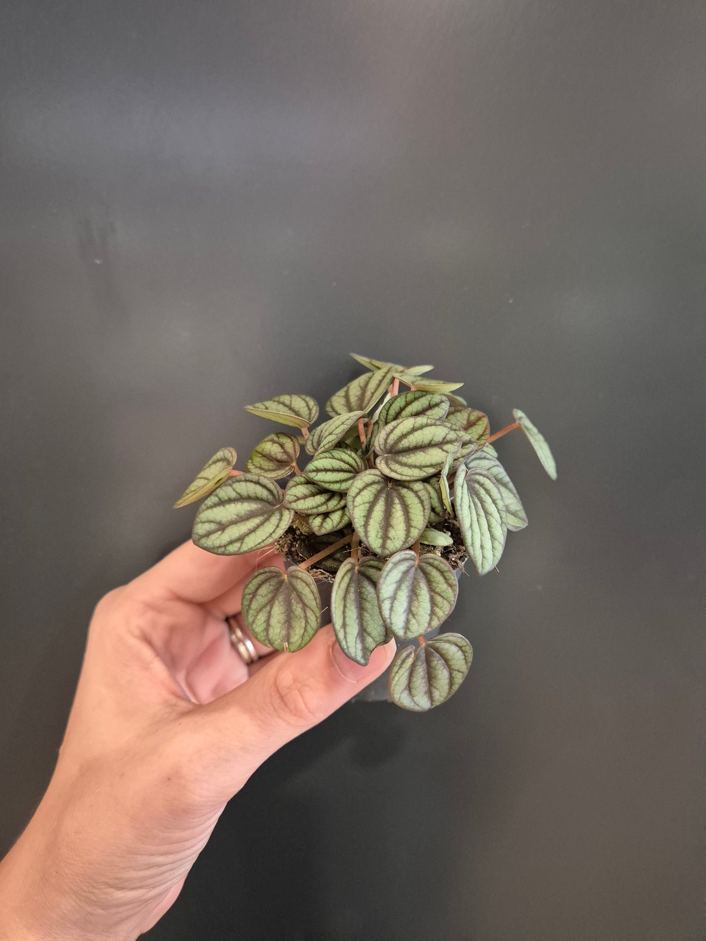 Peperomia Emerald Ripple - Radiator Plant | Houseplant