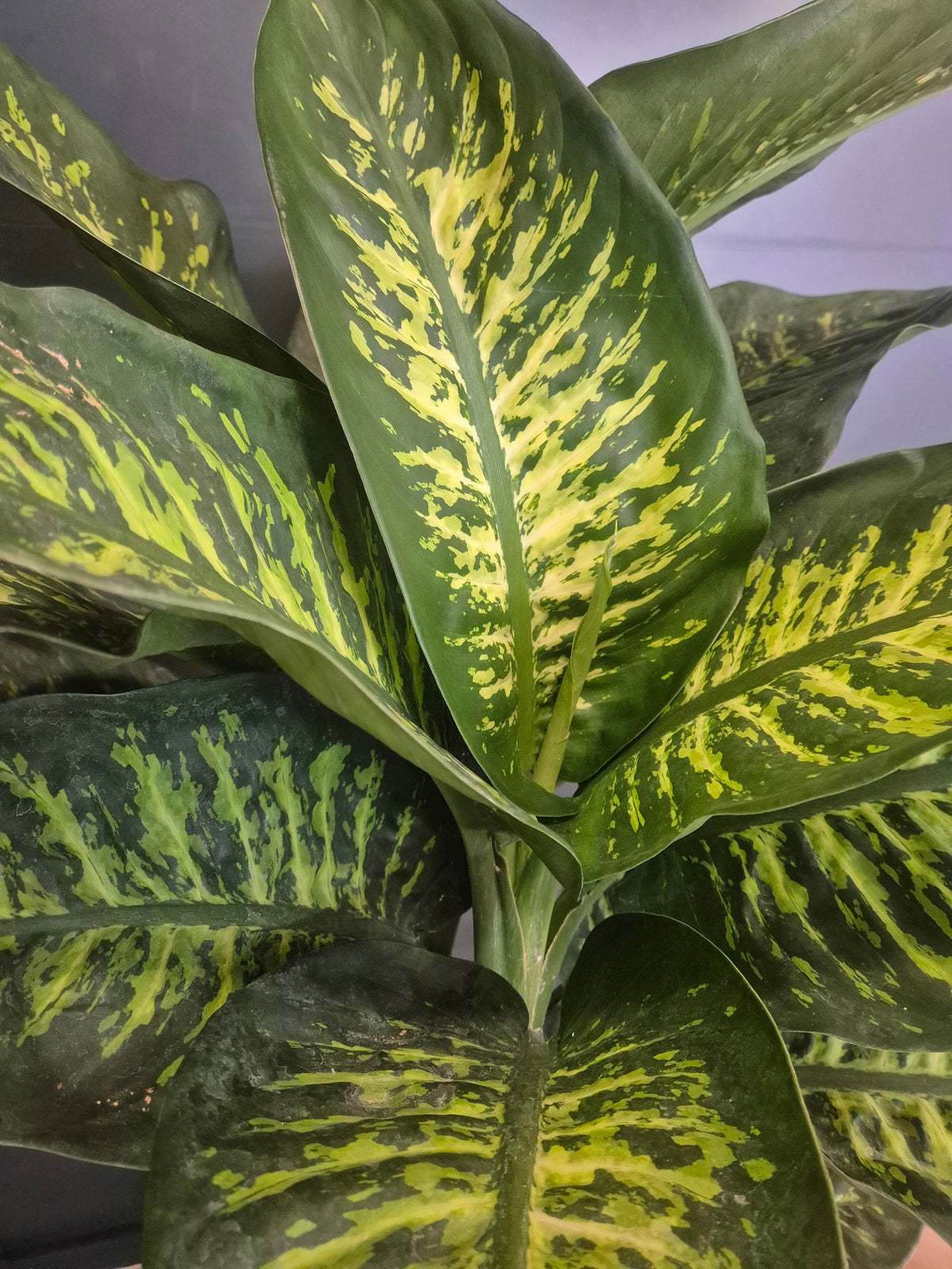Close-up of a variegated houseplant with large green leaves featuring bright yellow-green mottled patterns, photographed against a plain light background.