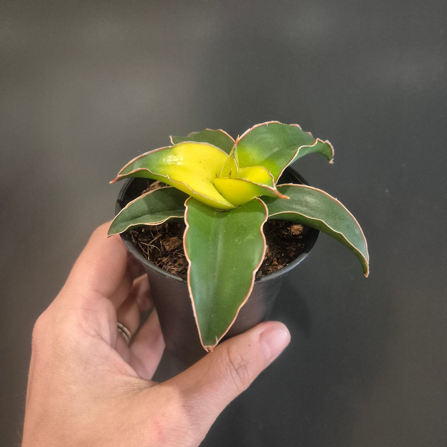 Sansevieria Mix - Snake Plants - 7.5cm | Houseplant