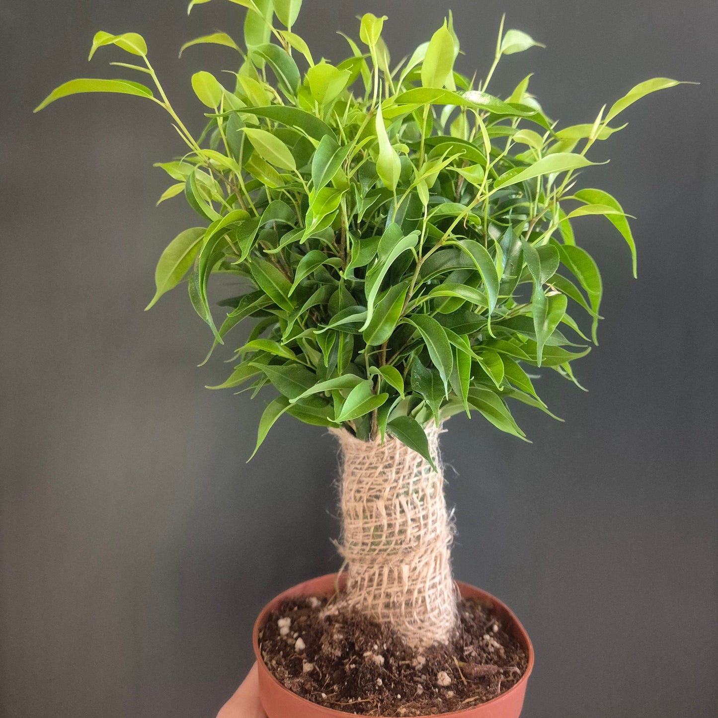 Ficus Natasja - Weeping Fig - 12cm | Houseplant
