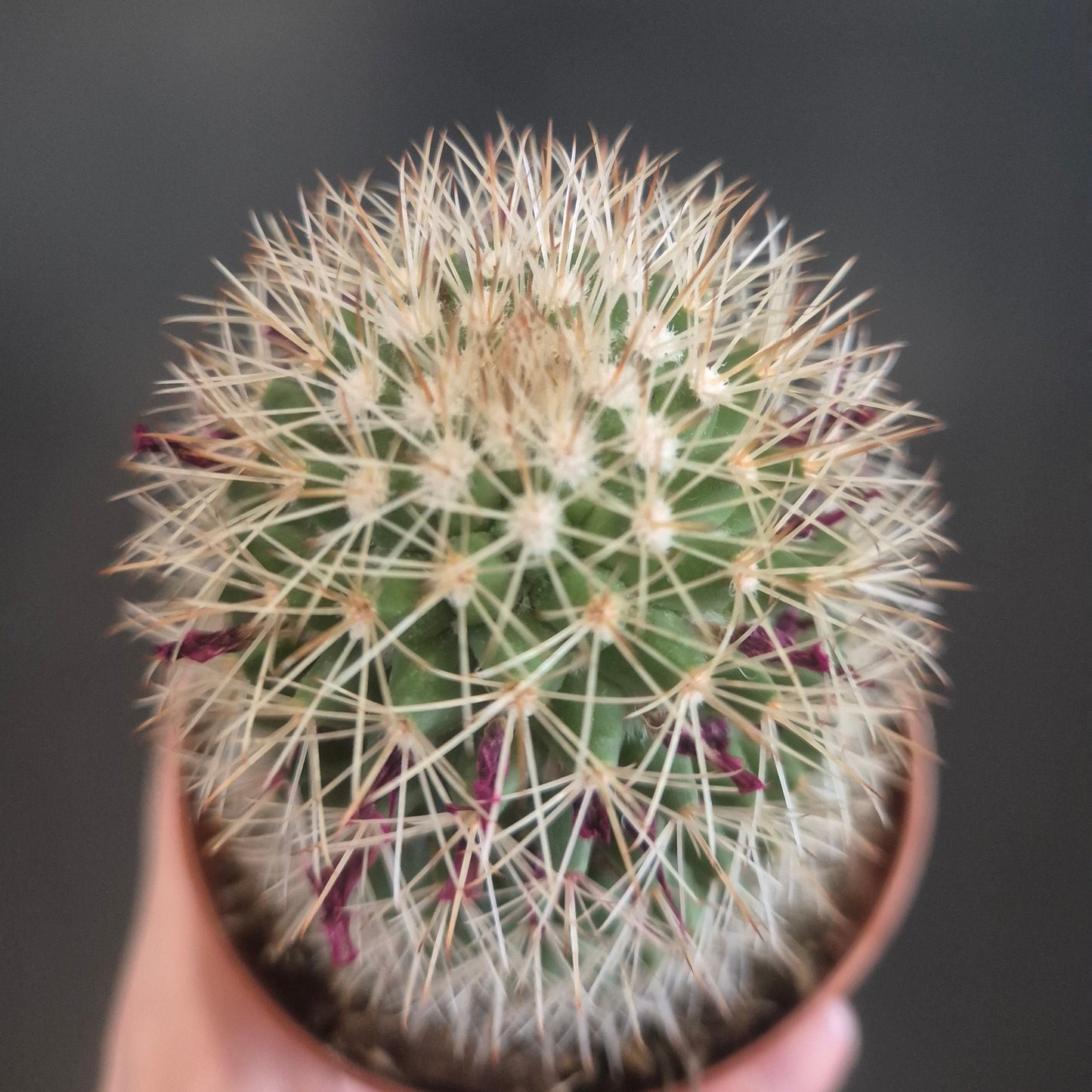 Mammillaria ernestii - Pincushion Cactus - 8.5cm | Houseplant