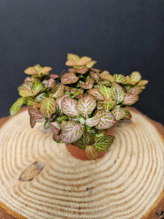Fittonia - Nerve Plant | Houseplant