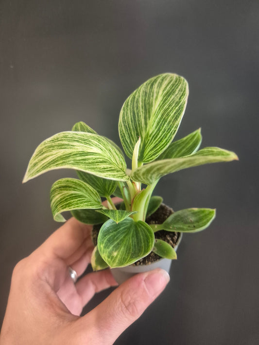 Philodendron Birkin - White Wave - 6cm | Houseplant