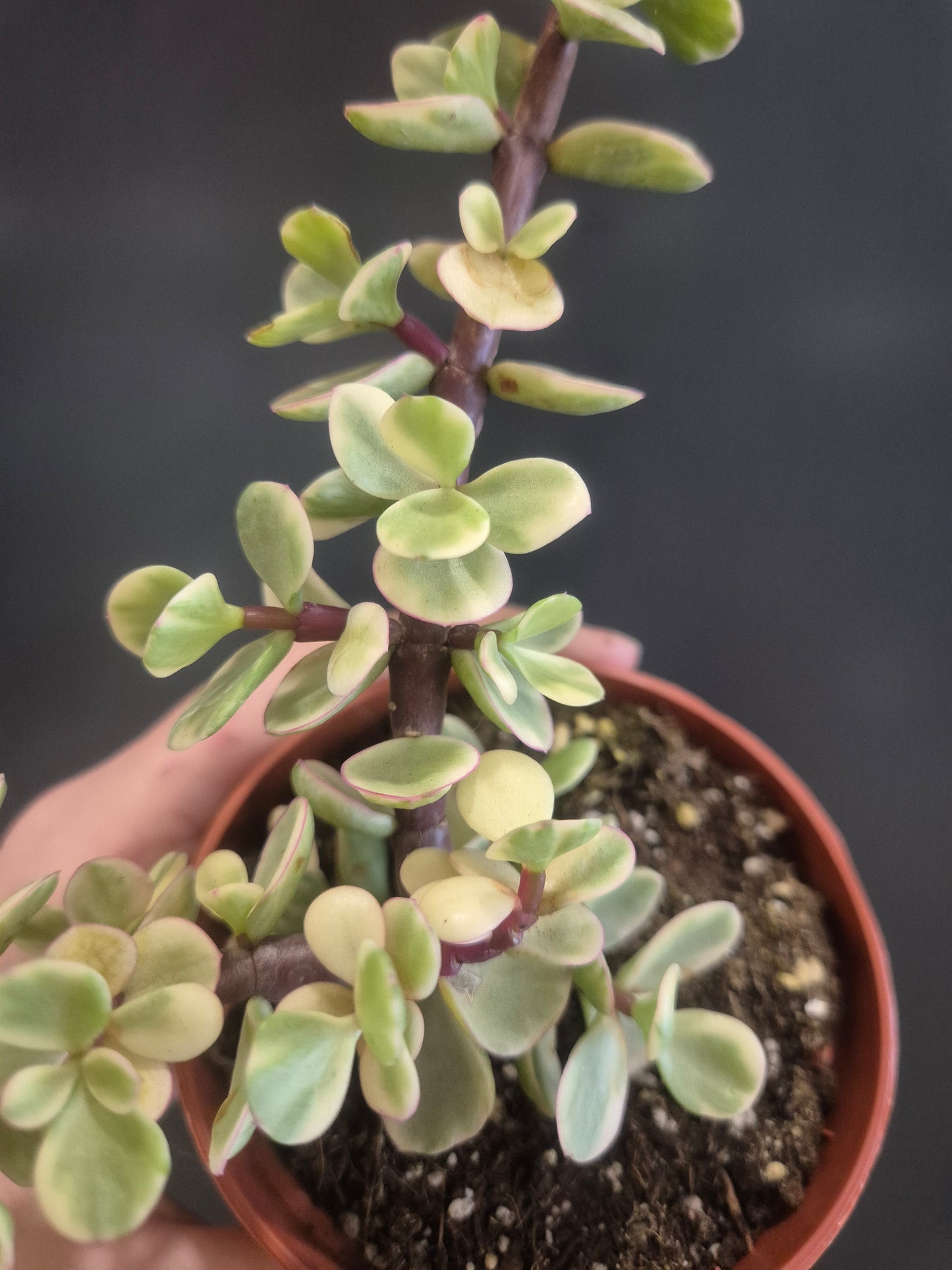 Portulacaria afra Variegata - Elephant Bush - 8.5cm | Houseplant