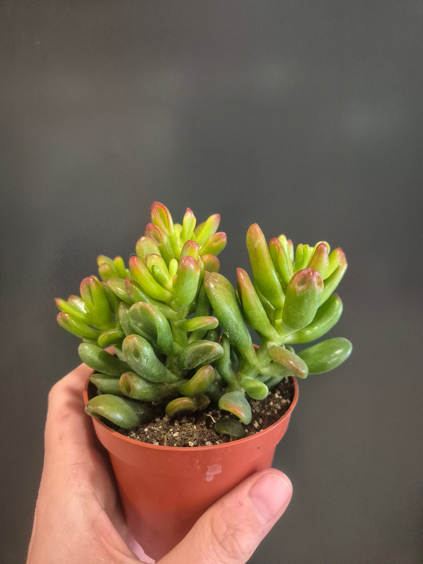 Crassula ovata - Gollum - 8.5cm | Houseplant