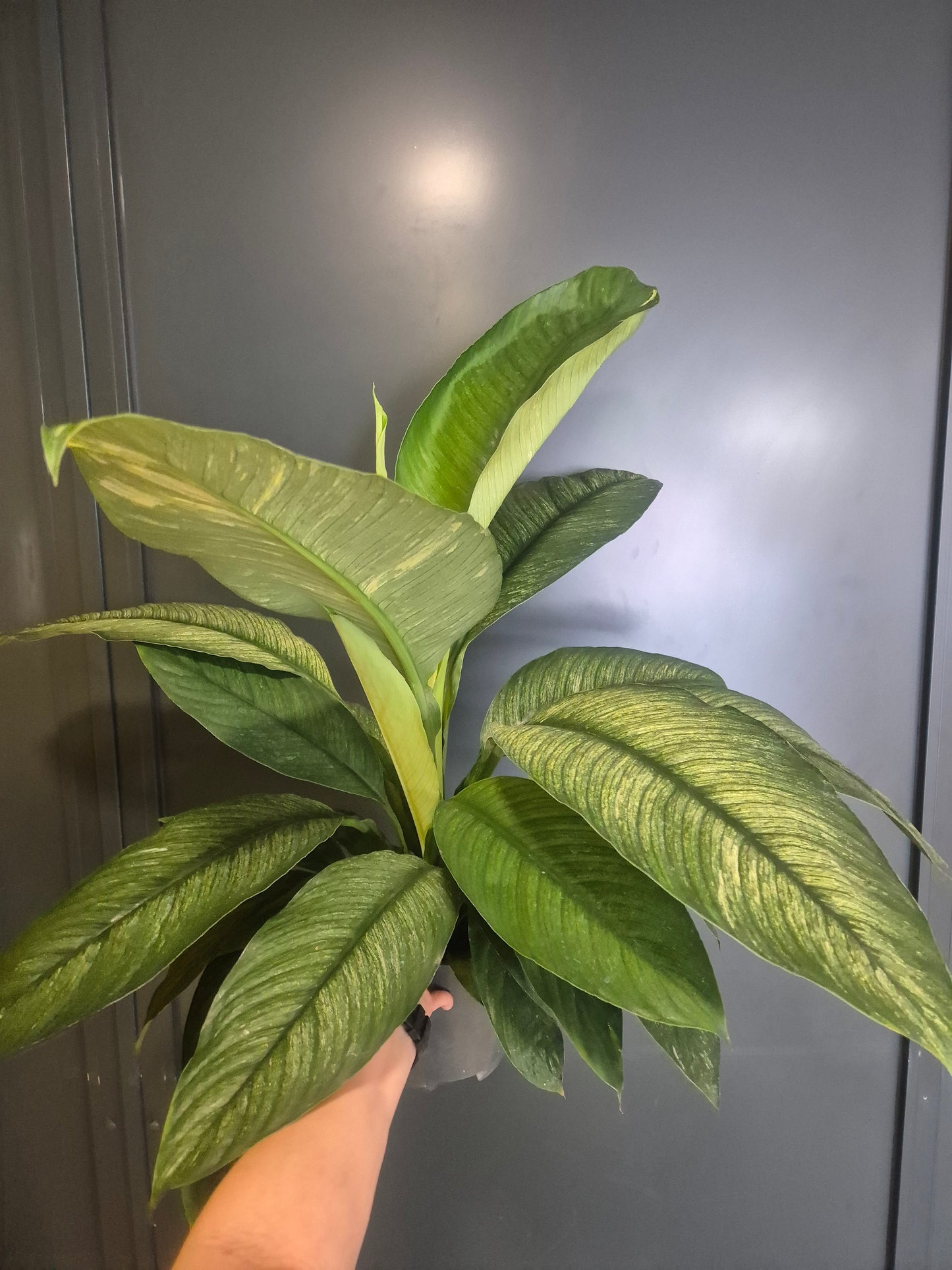 Peace Lily - Spathiphyllum Sensation - 17cm | Houseplant