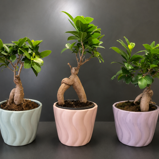 Ficus Ginseng - Bonsai - 14cm | Houseplant