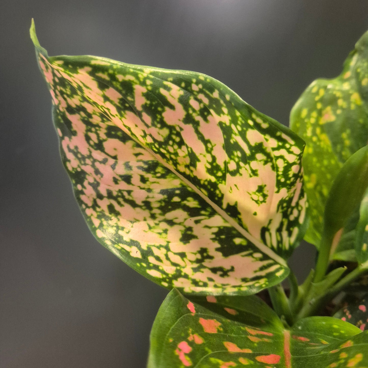 Aglaonema Pink Leopard - Chinese Evergreen - 12cm | Houseplant