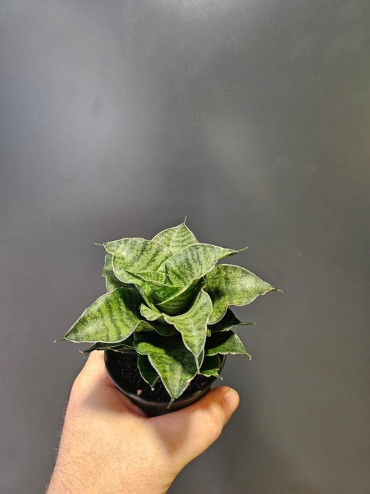 Sansevieria Mix Varieties | Houseplant Plant Paradise By Gemma