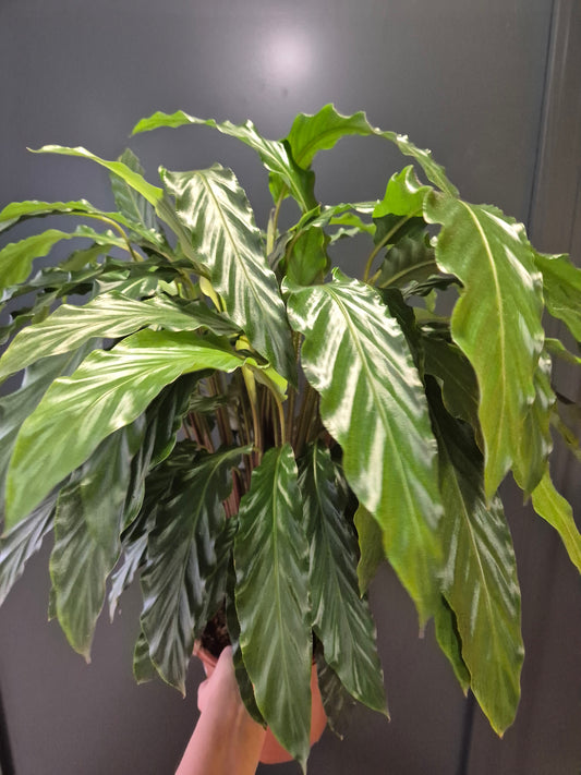 Calathea Rufibarba Green Large - Prayer Plant | Houseplant