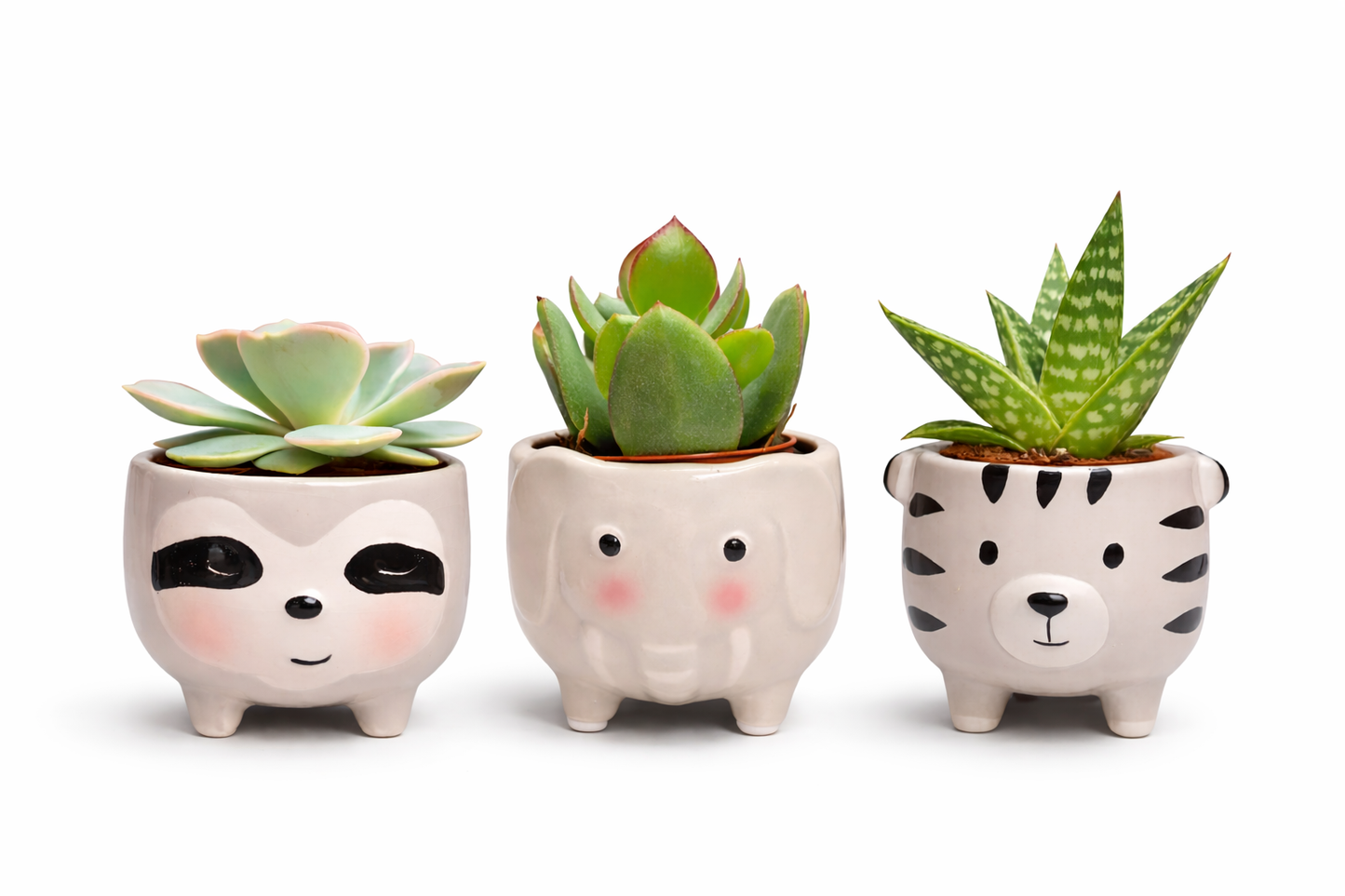 Echeveria and Ceramic Pot - 8cm | Houseplant