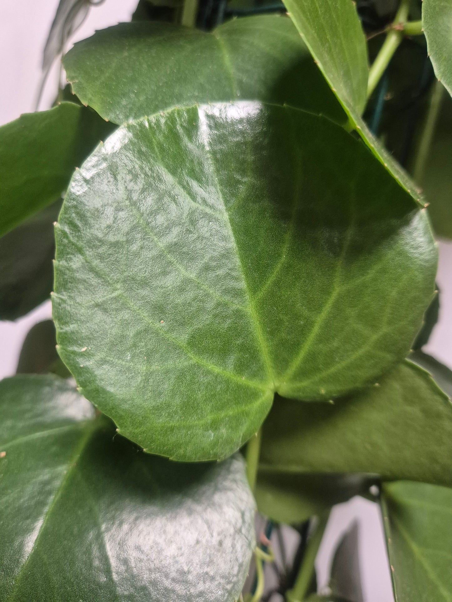 Cissus Rotundifolia - Arabian Wax Plant - 24cm | Houseplant