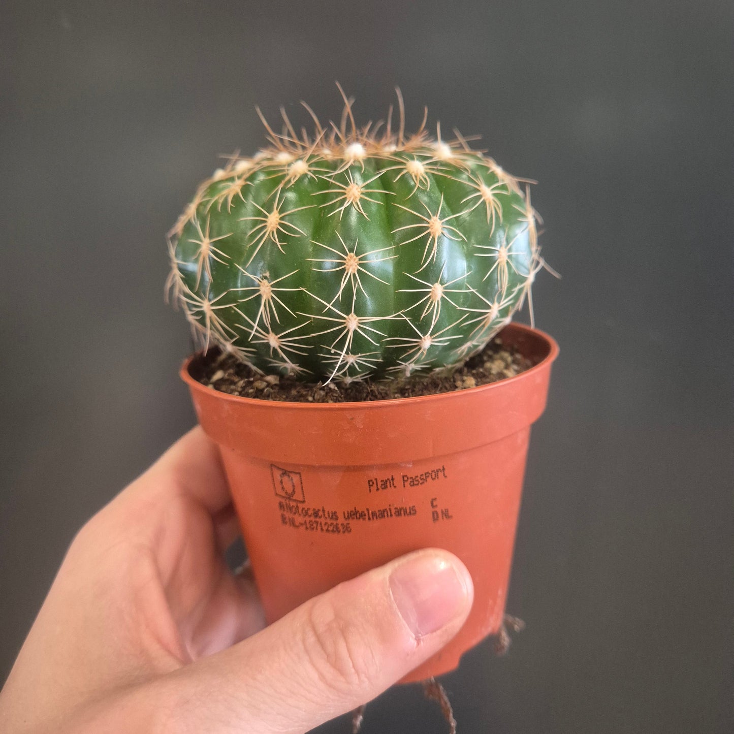 Notocactus uebelmannianus - Parodia werneri - 8.5cm | Houseplant