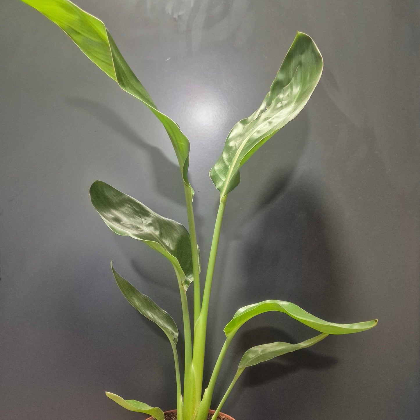 Strelitzia Reginae - Bird Of Paradise - 12cm | Houseplant