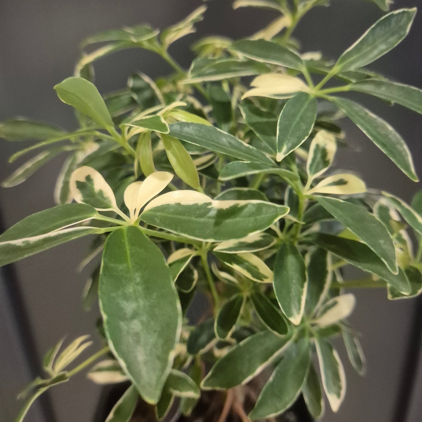 Close-up of a potted plant with variegated leaves on a blurred background
