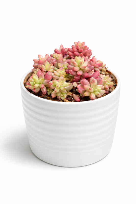 Jelly Bean - Sedum x rubrotinctum - 11cm | Houseplant