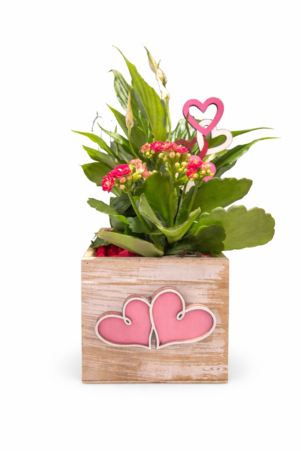 Plant Arrangement - Peace Lily & Kalanchoe - 11cm | Houseplant