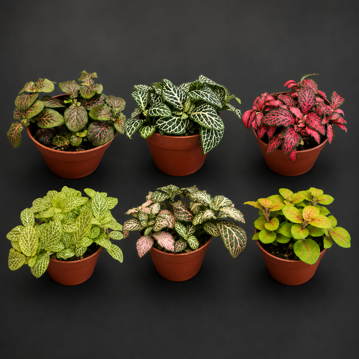 Six potted plants with variegated leaves on a dark background
