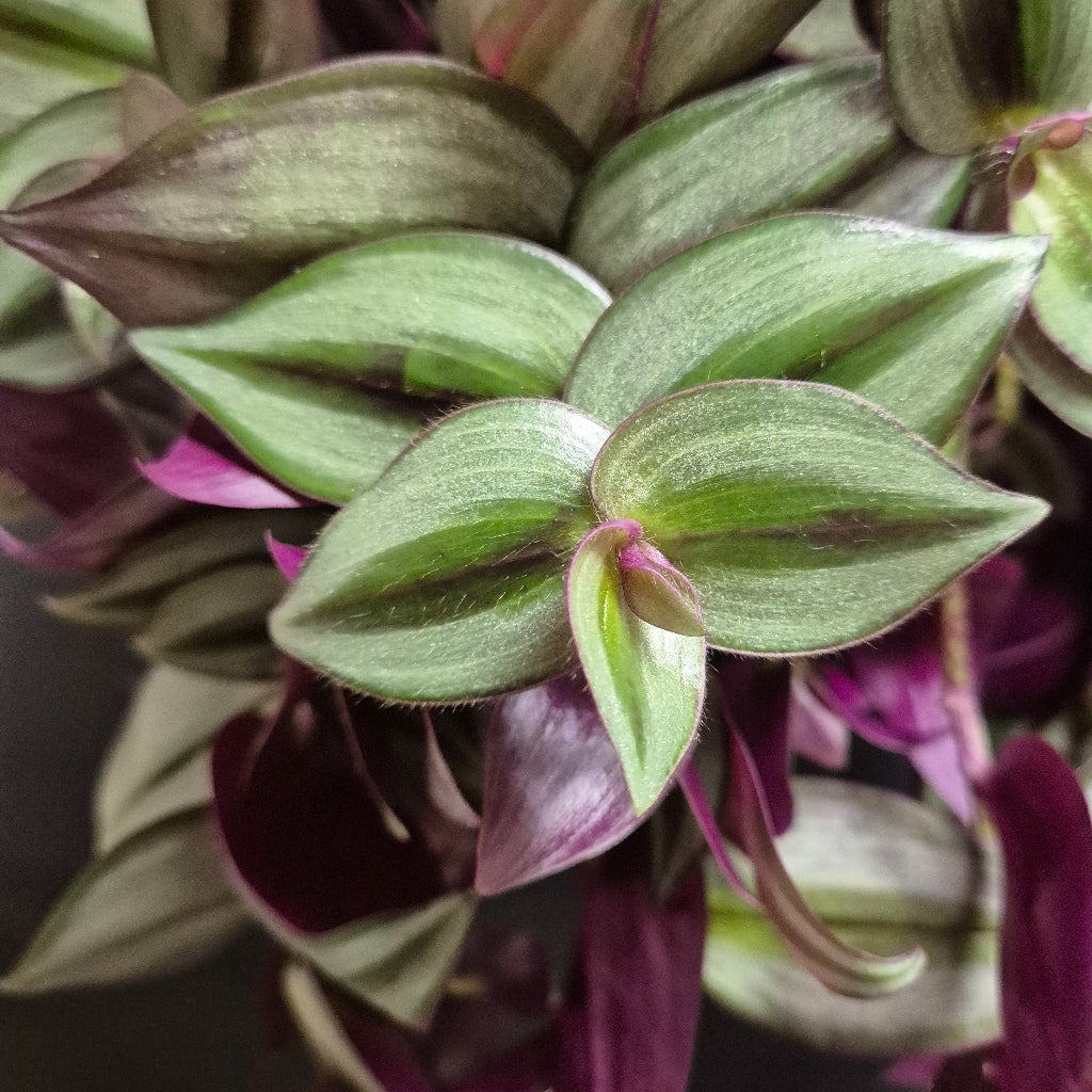 Close-up of a green and purple leafed plant with a dark background