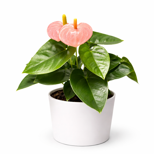 Anthurium Pink - Flamingo Flower - 9cm | Houseplant