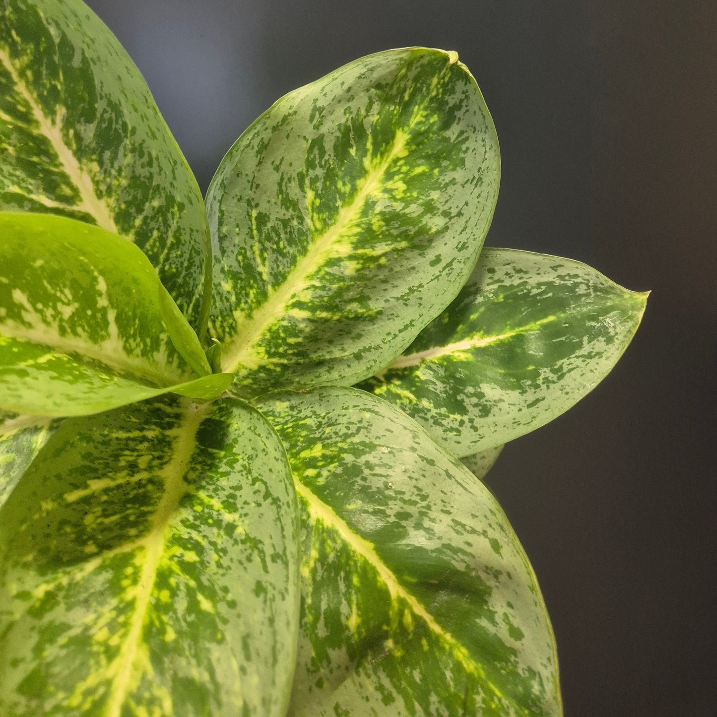 Aglaonema Lemon Mint - Chinese Evergreen - 12cm | Houseplant