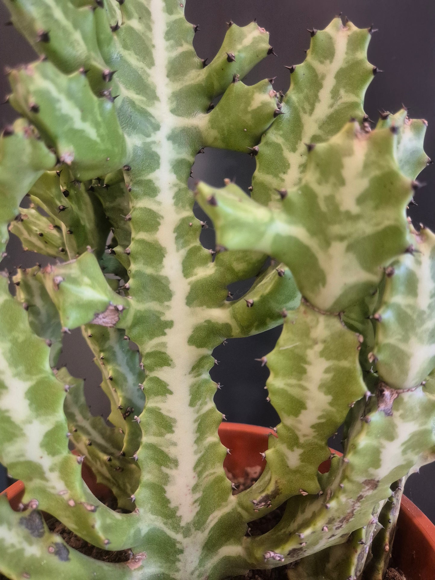 Variegated Euphorbia - 24cm | Houseplant