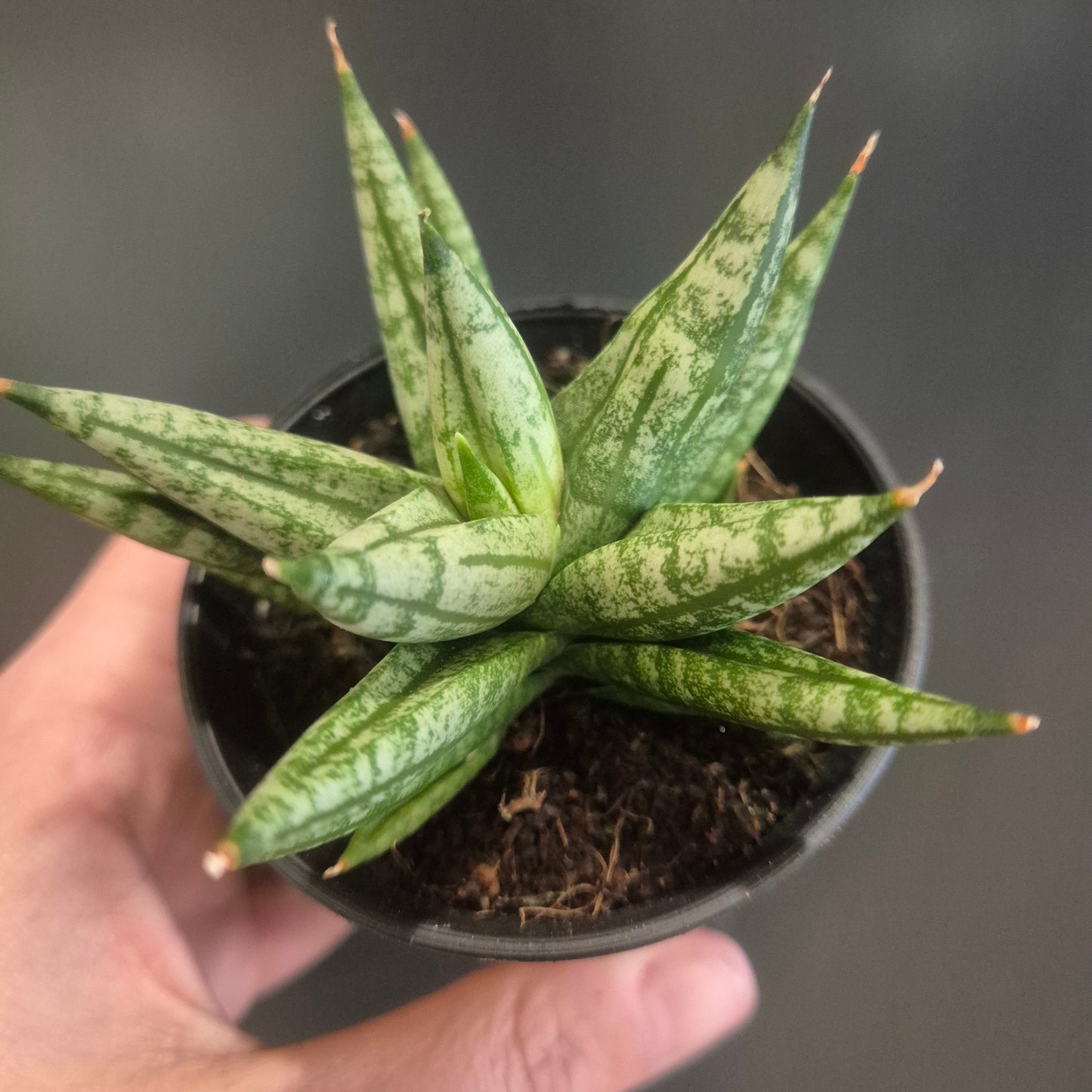 Sansevieria Mix - Snake Plants - 7.5cm | Houseplant