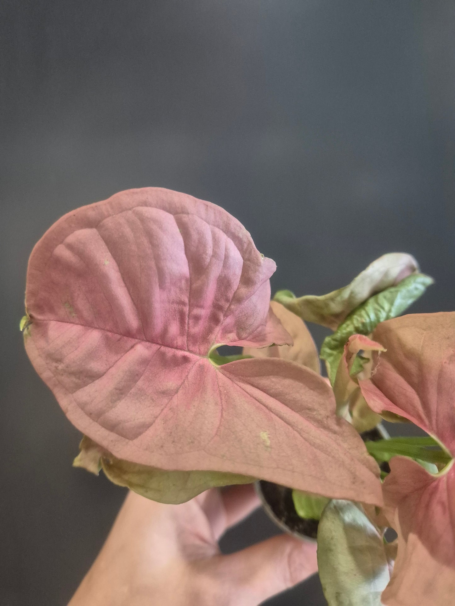 Syngonium Neon Robusta - Pink Arrowhead - 6cm | Houseplant