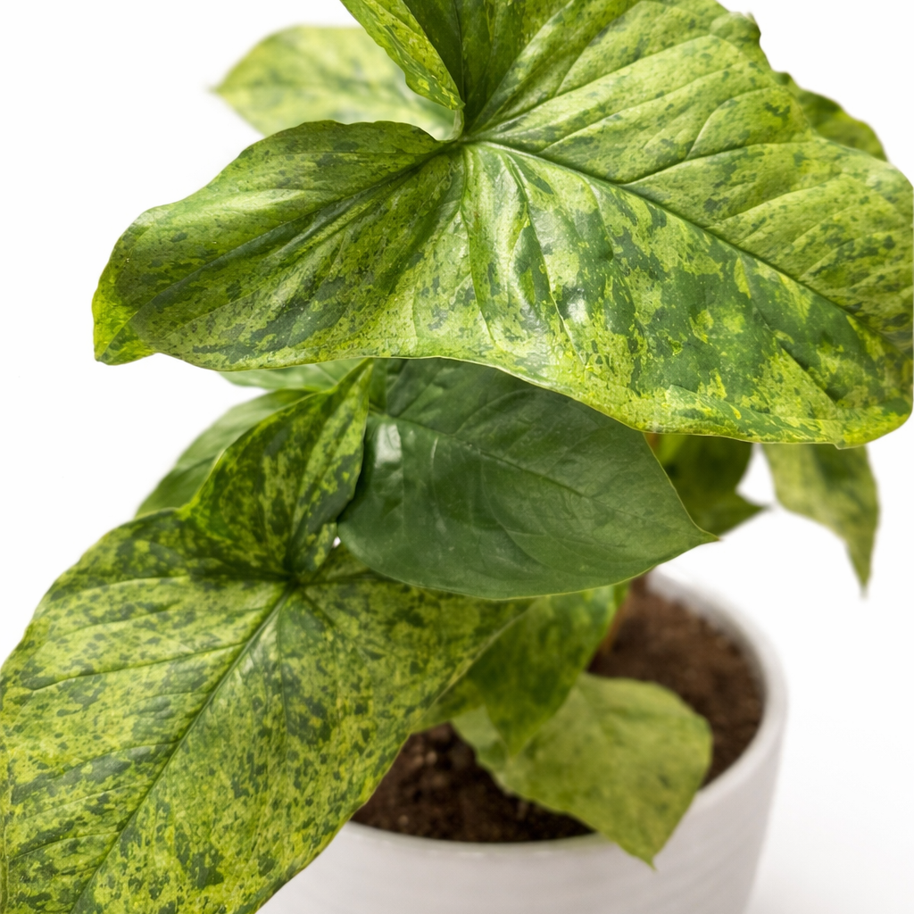 Potted plant with green leaves on a white background