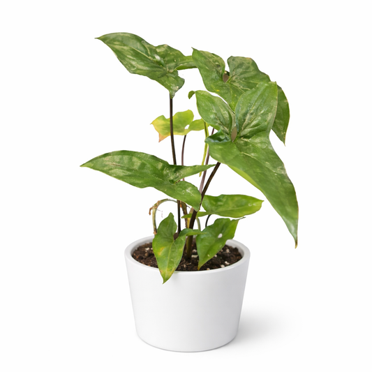 Syngonium Podophyllum - Arrowhead - 12cm | Houseplant