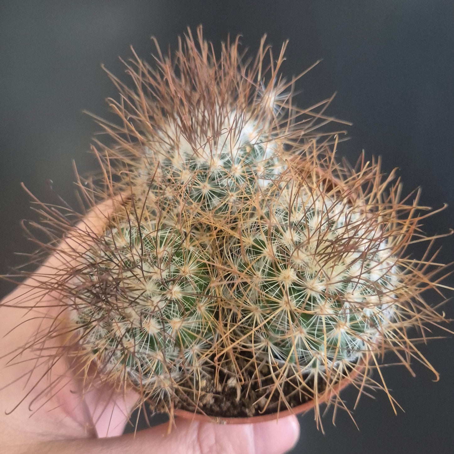 Mammillaria bombycina - Silken Pincushion - 8.5cm | Houseplant