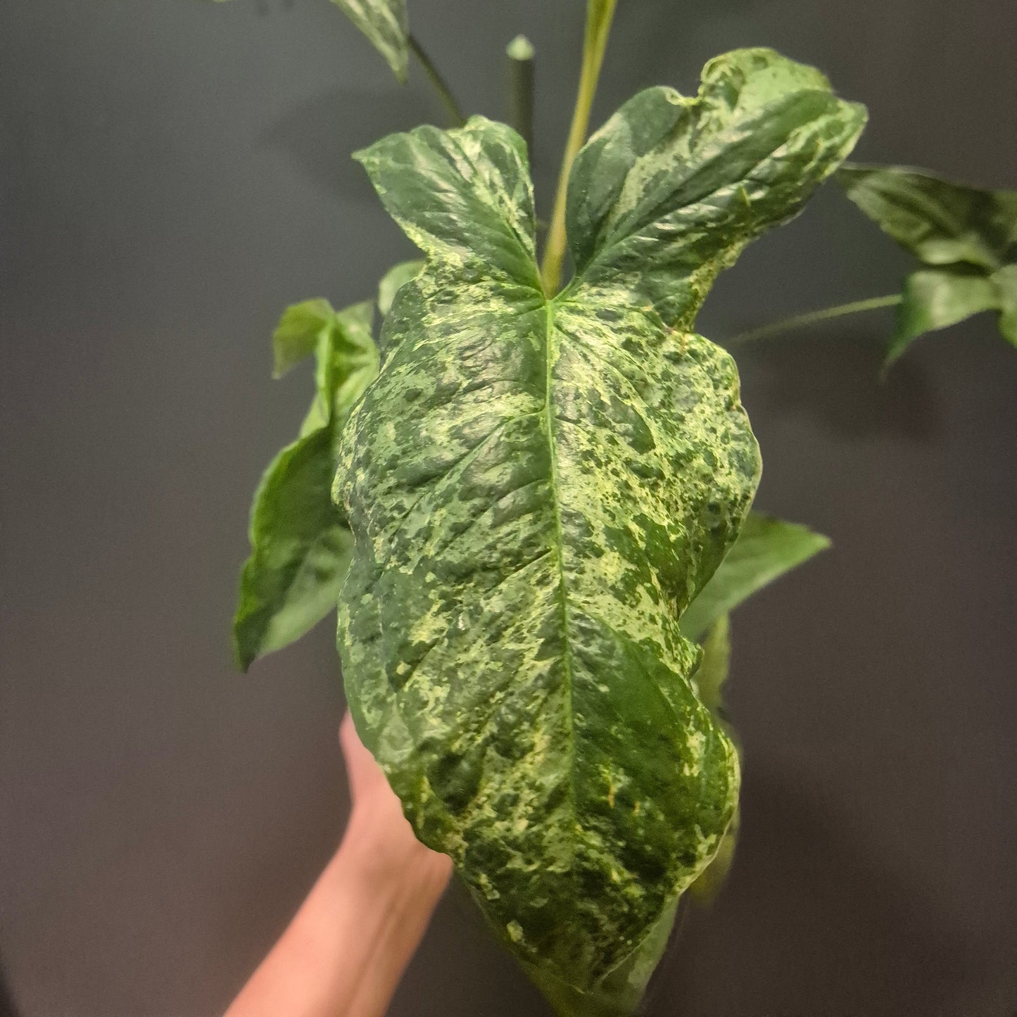 Hand holding a green leafy plant against a dark background