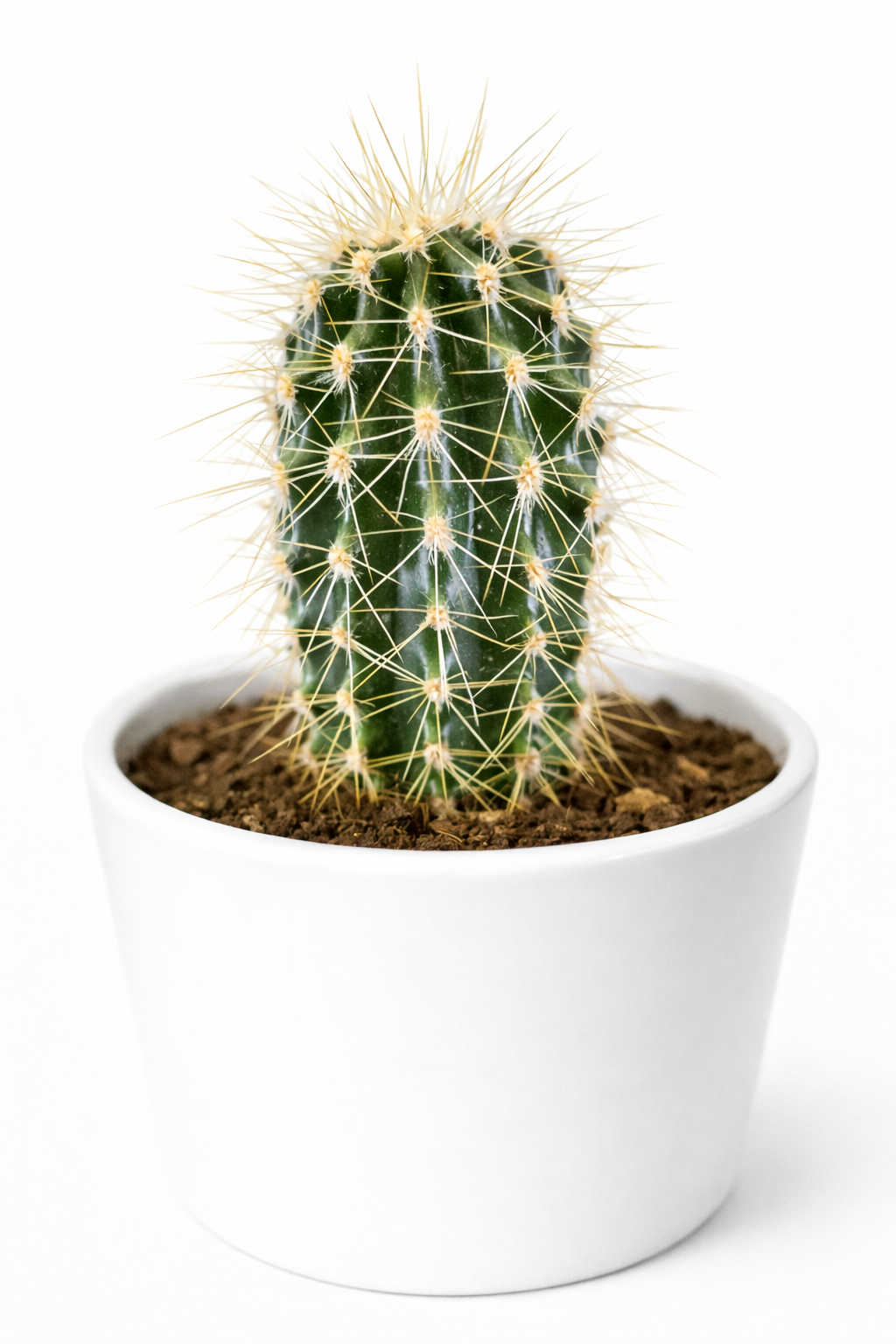 Scarlet Hedgehog Cactus - Echinocereus coccineus - 8.5cm | Houseplant