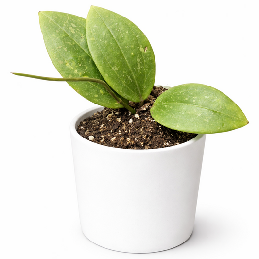 Hoya Pubicalyx - Wax Flower - 6cm | Houseplant