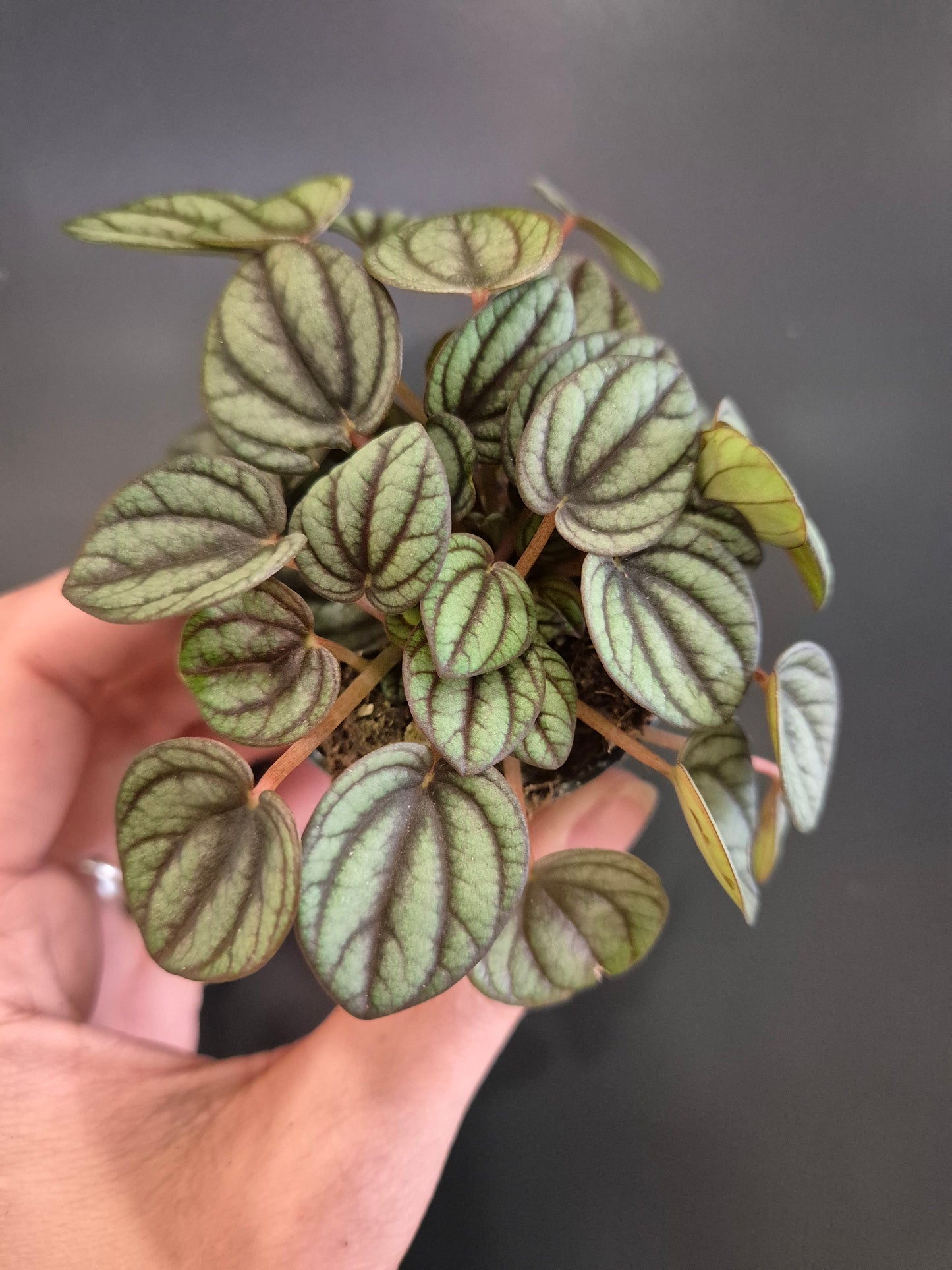 Peperomia Emerald Ripple - Radiator Plant | Houseplant