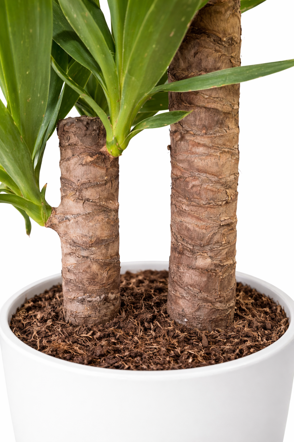 Yucca elephantipes - 17cm | Houseplant