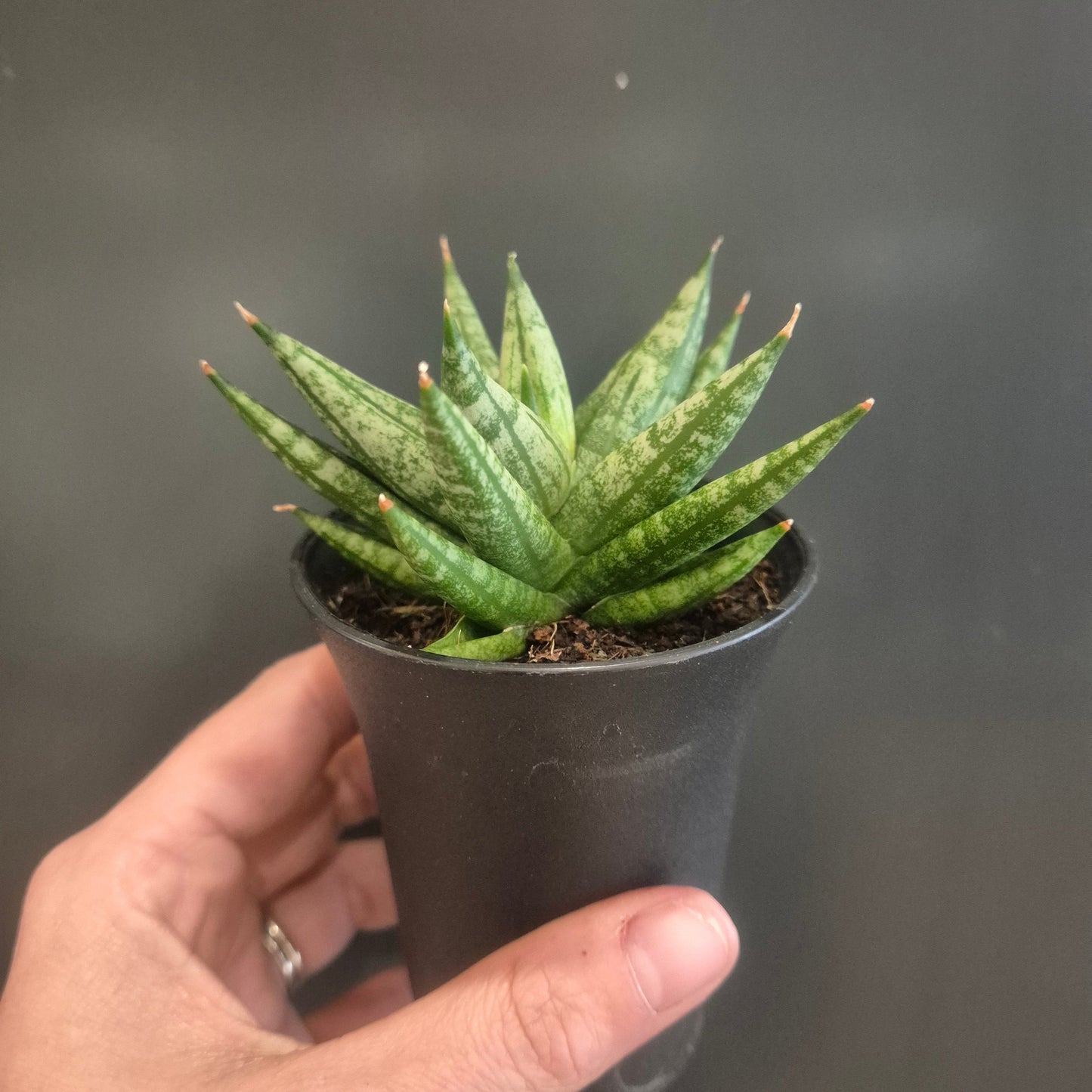 Sansevieria Mix - Snake Plants - 7.5cm | Houseplant