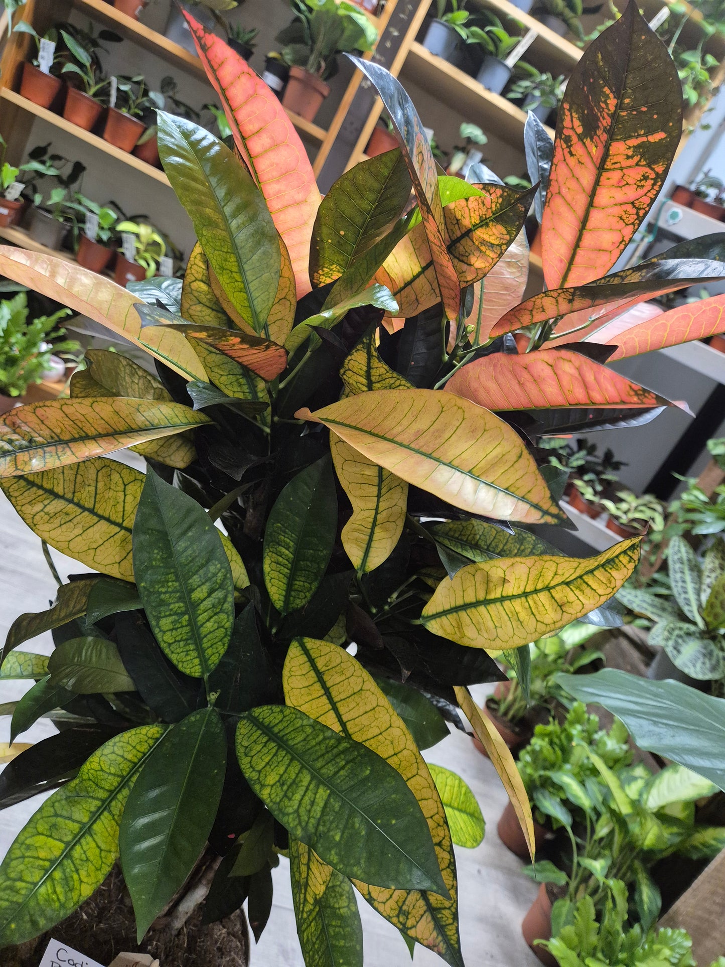Codiaeum - Croton | Houseplant