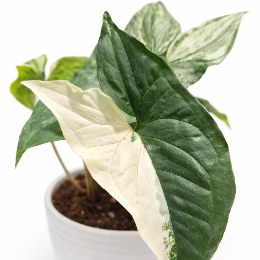 Syngonium Albo Variegata - Arrowhead - 12cm | Houseplant