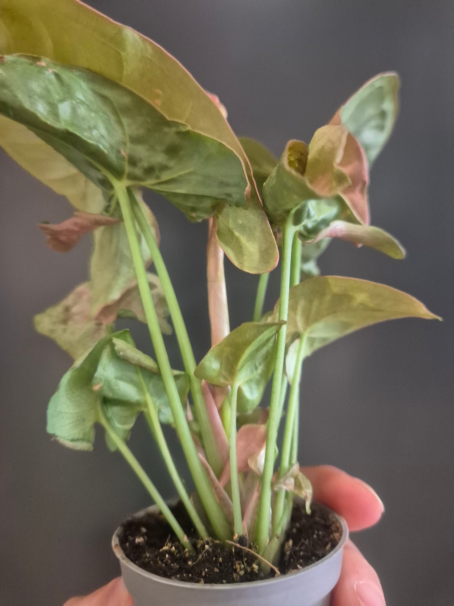Syngonium Neon Robusta - Pink Arrowhead - 6cm | Houseplant