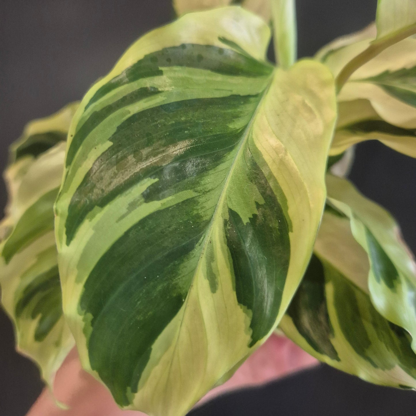 Calathea Yellow Fusion - Prayer Plant - 7cm | Houseplant