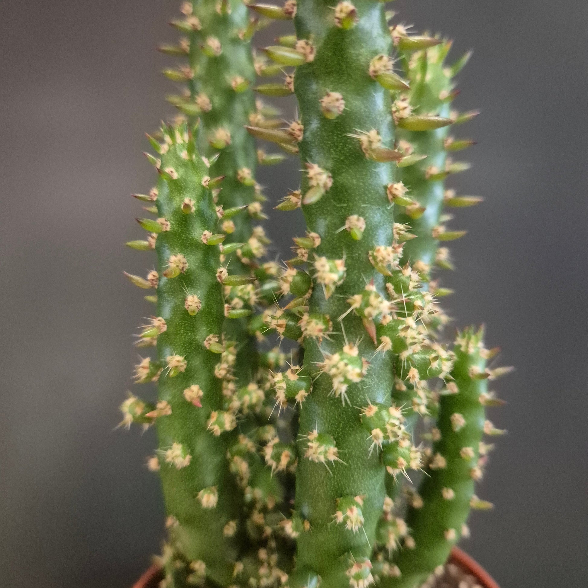 Close-up of a cactus plant with spines on a blurred background