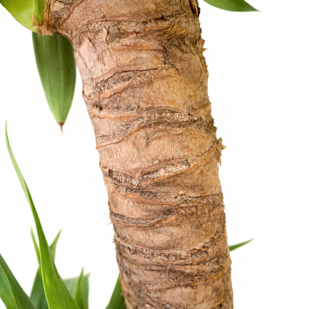 Yucca elephantipes - 17cm | Houseplant