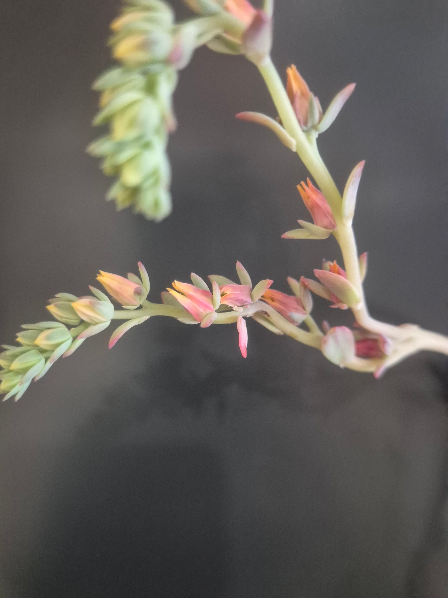 Echeveria Secunda - 8.5cm | Houseplant