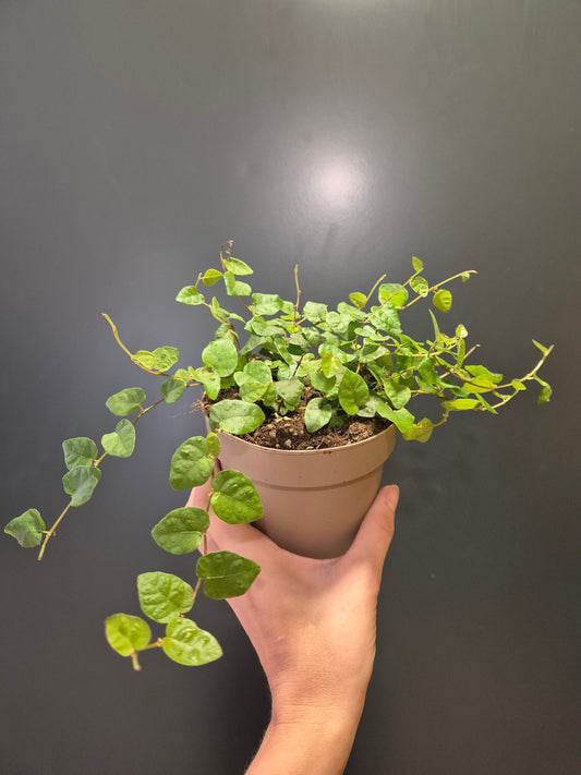 Ficus Pumila Green Sunny - Creeping Fig | Houseplant