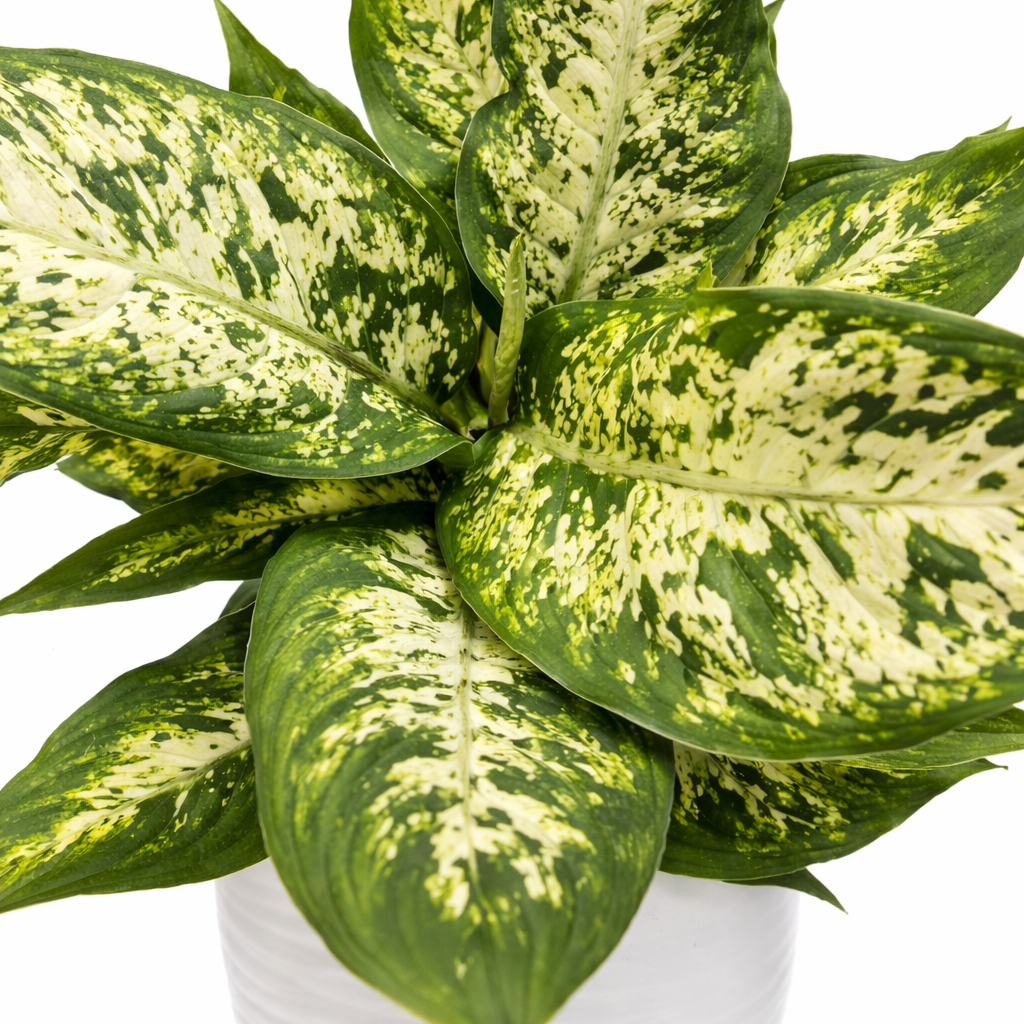 Potted plant with green and yellow leaves on a white background