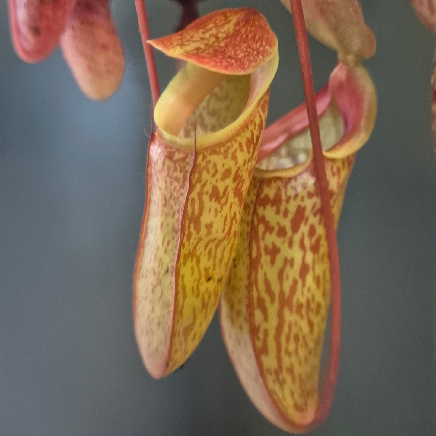 Monkey Jar Pitcher Plant - Nepenthes - 14cm | Houseplant