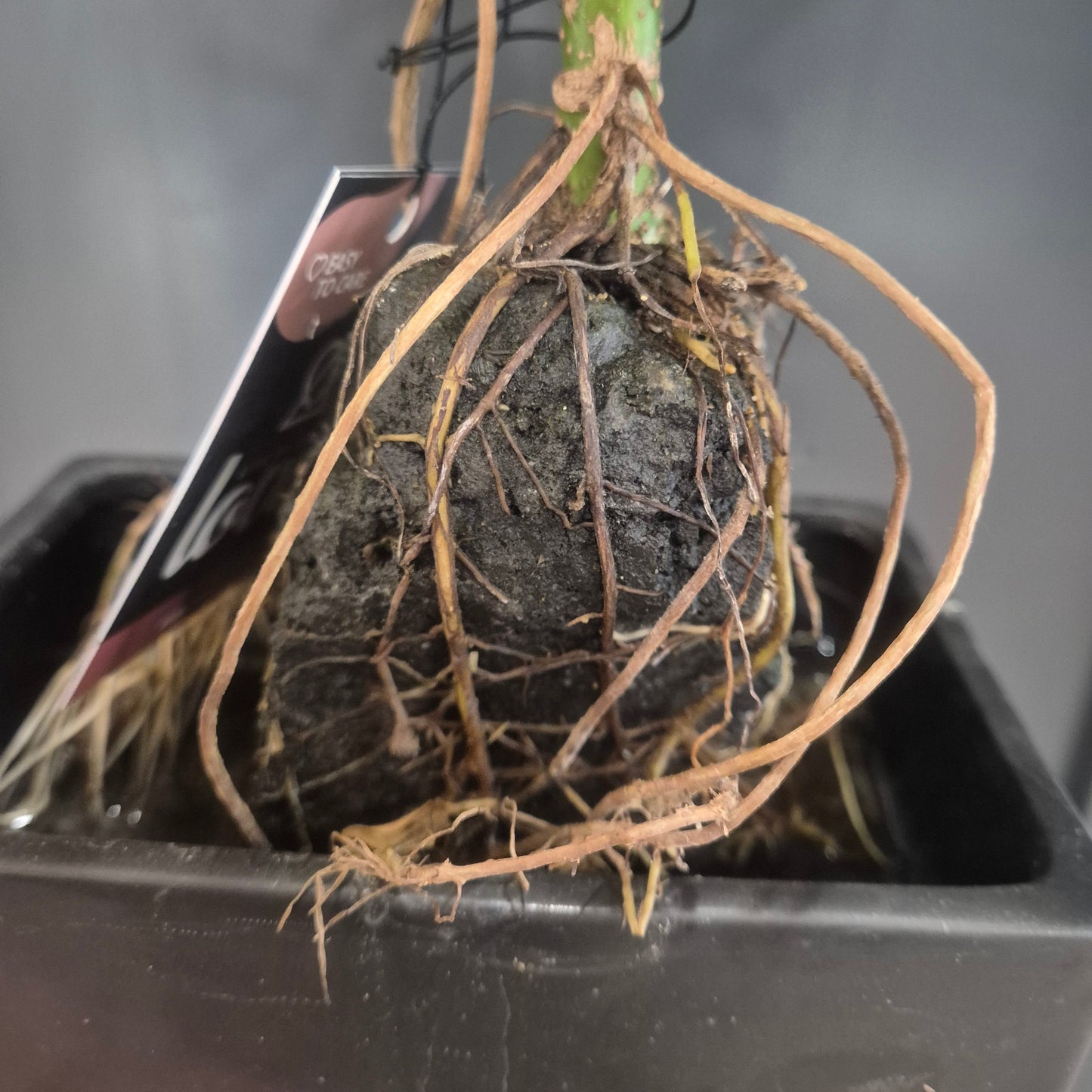 Root system of a plant on top of rock in a black trough