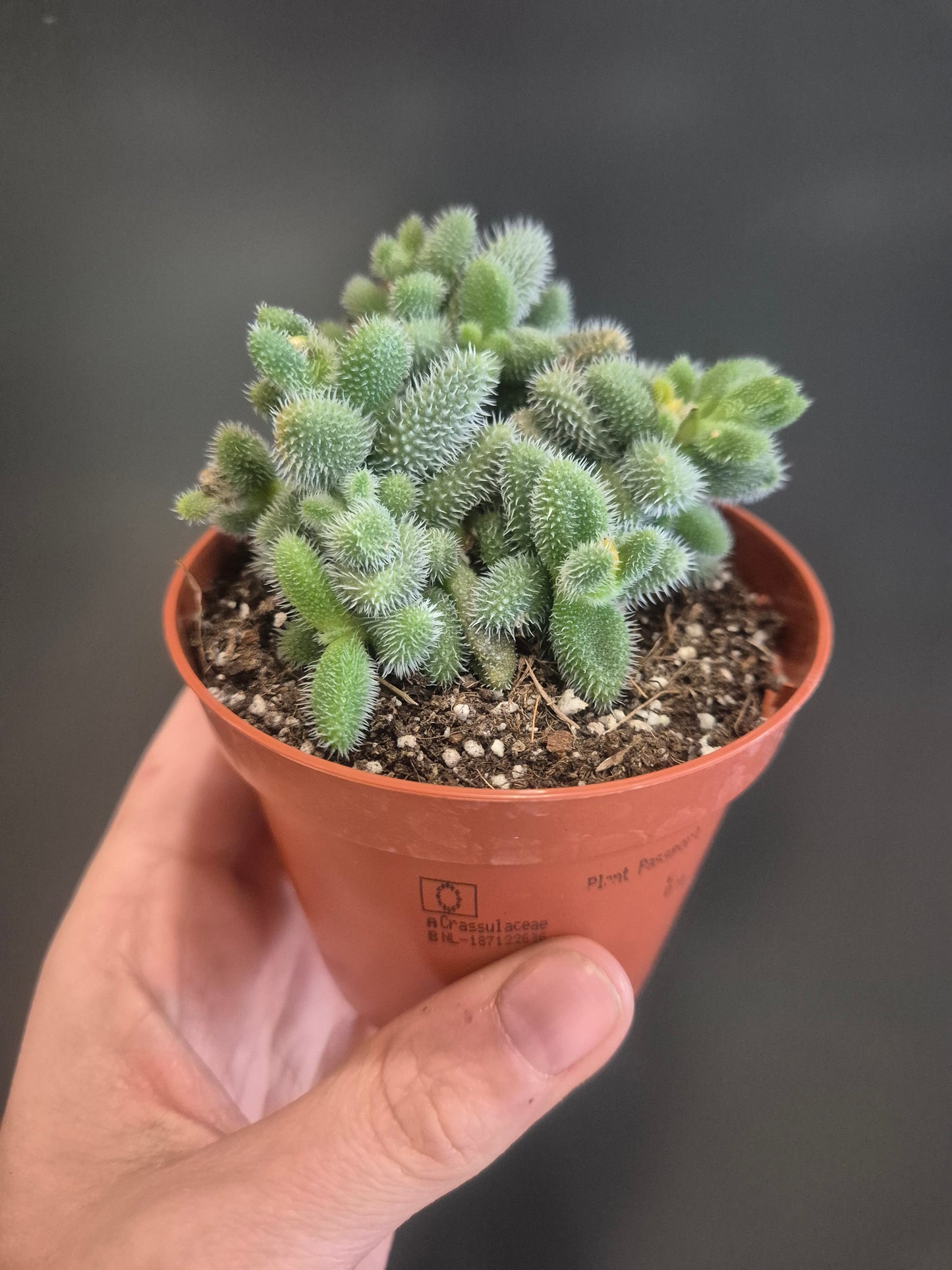 Pickle Plant - Delosperma echinatum - 8.5cm | Houseplant