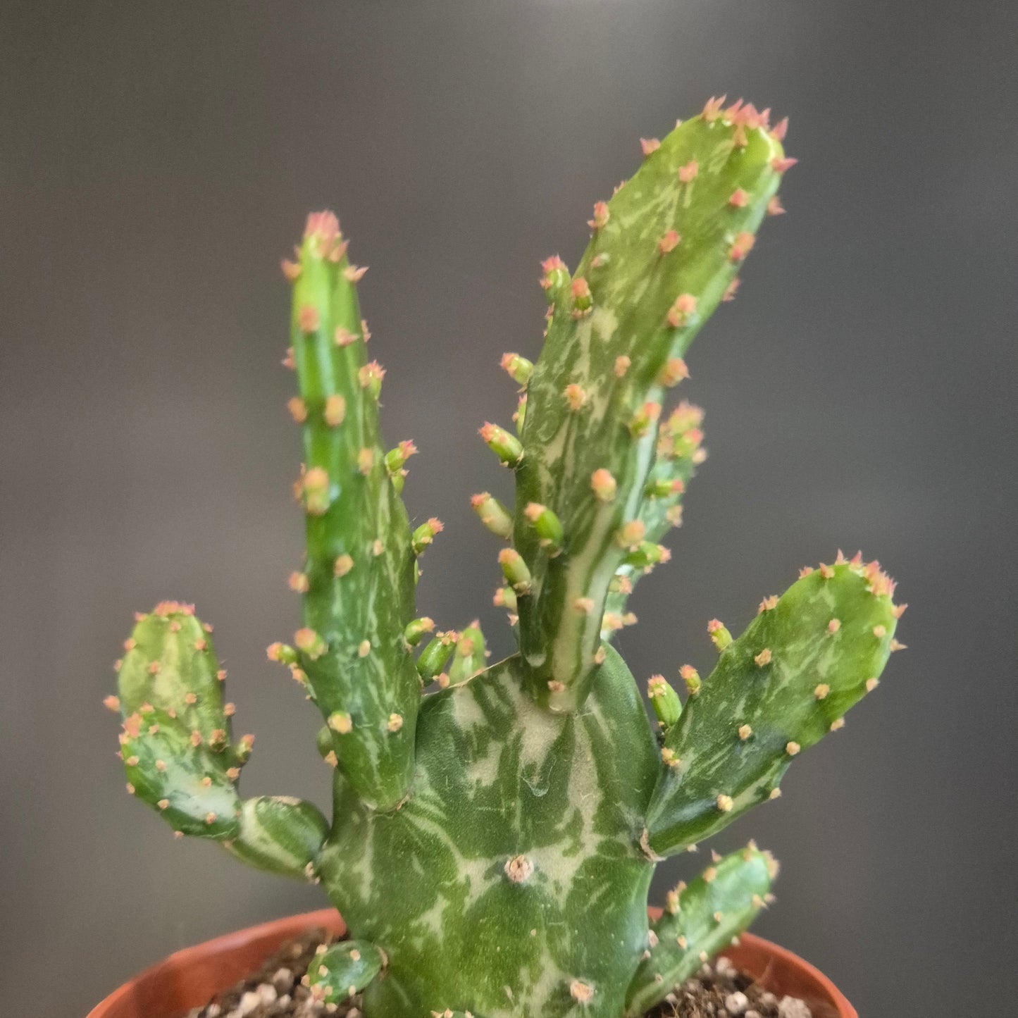 Cactus plant in a pot against a dark background